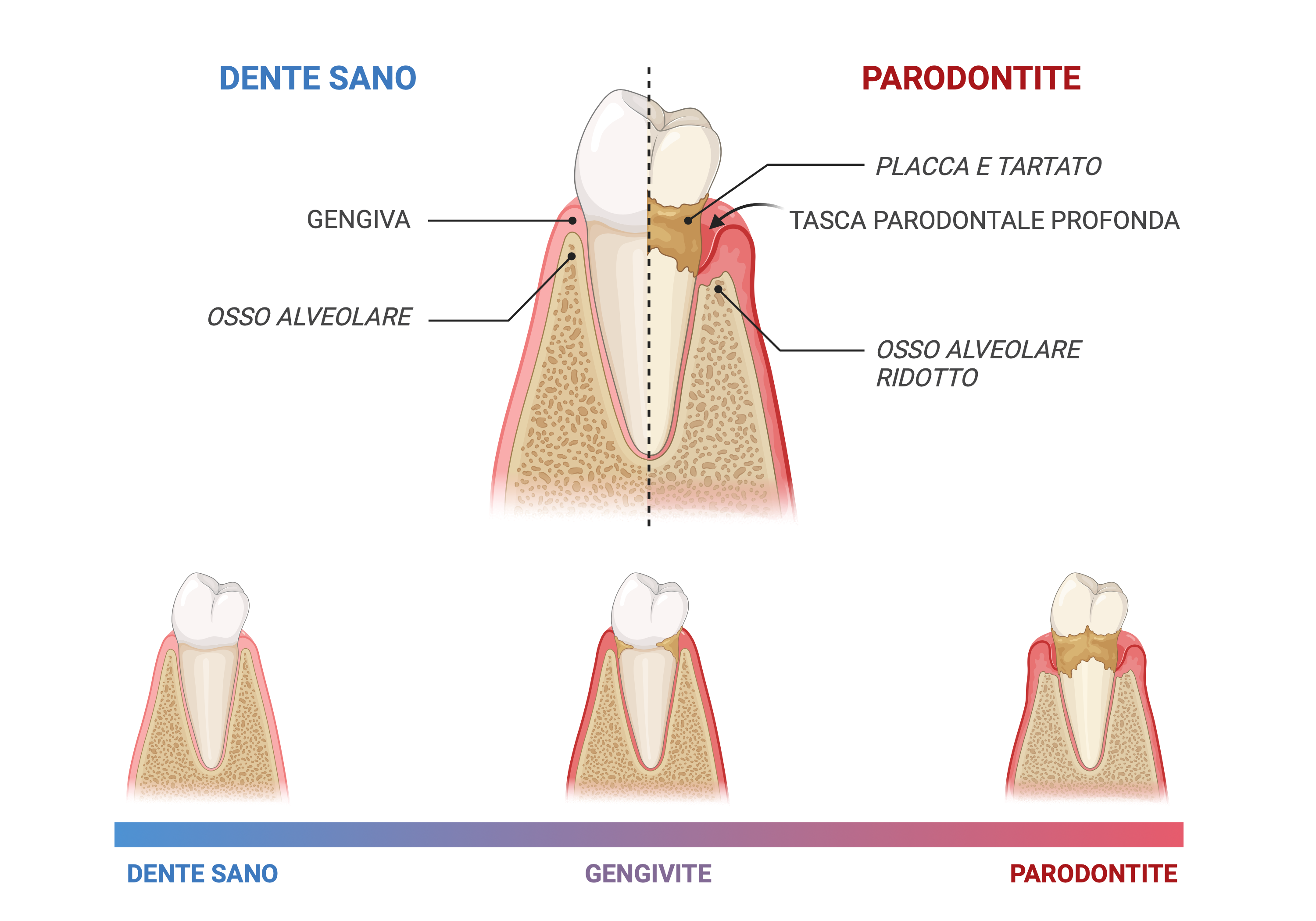 risorsa 2 - parondotologia