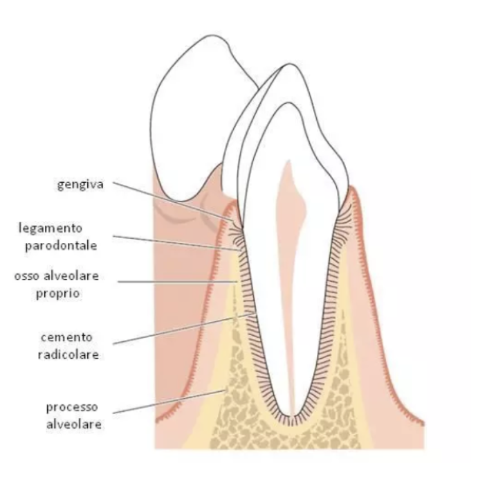 risorsa 6 - parondotologia